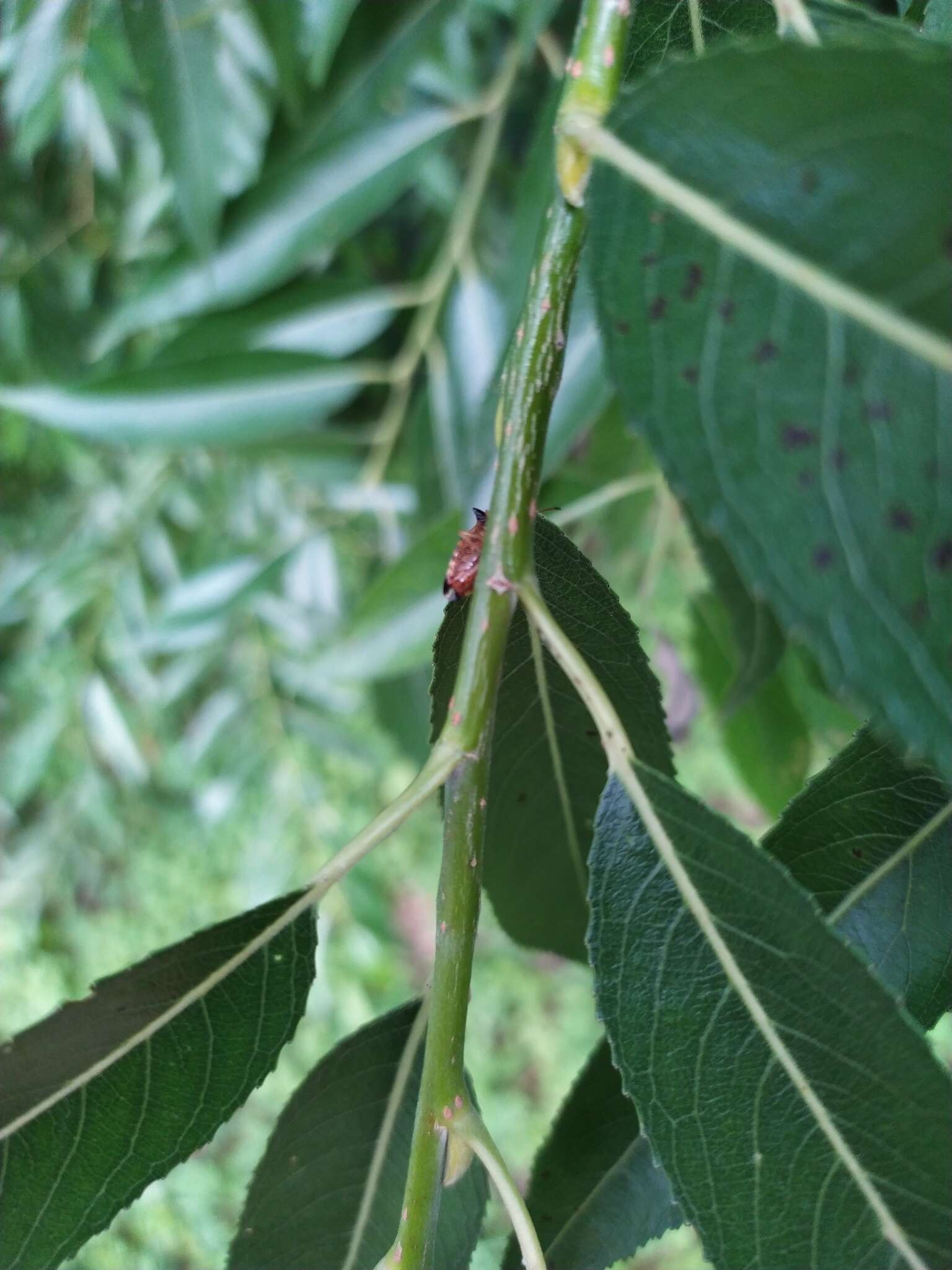 Image of Bilberry shield bug