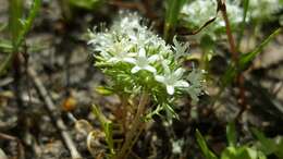 Image of Baker's navarretia