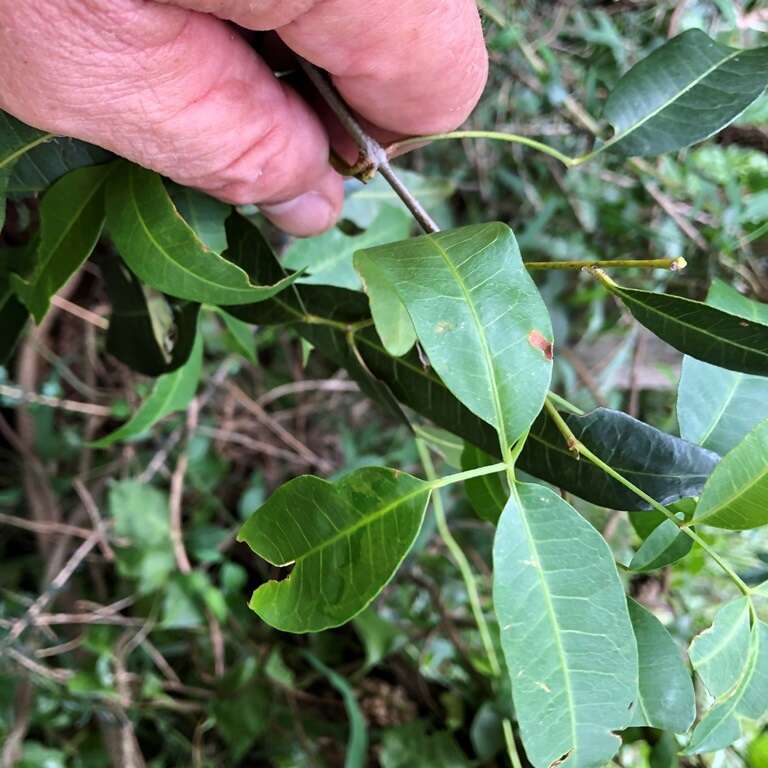 Image de Dinosperma erythrococcum (F. Müll.) T. G. Hartley