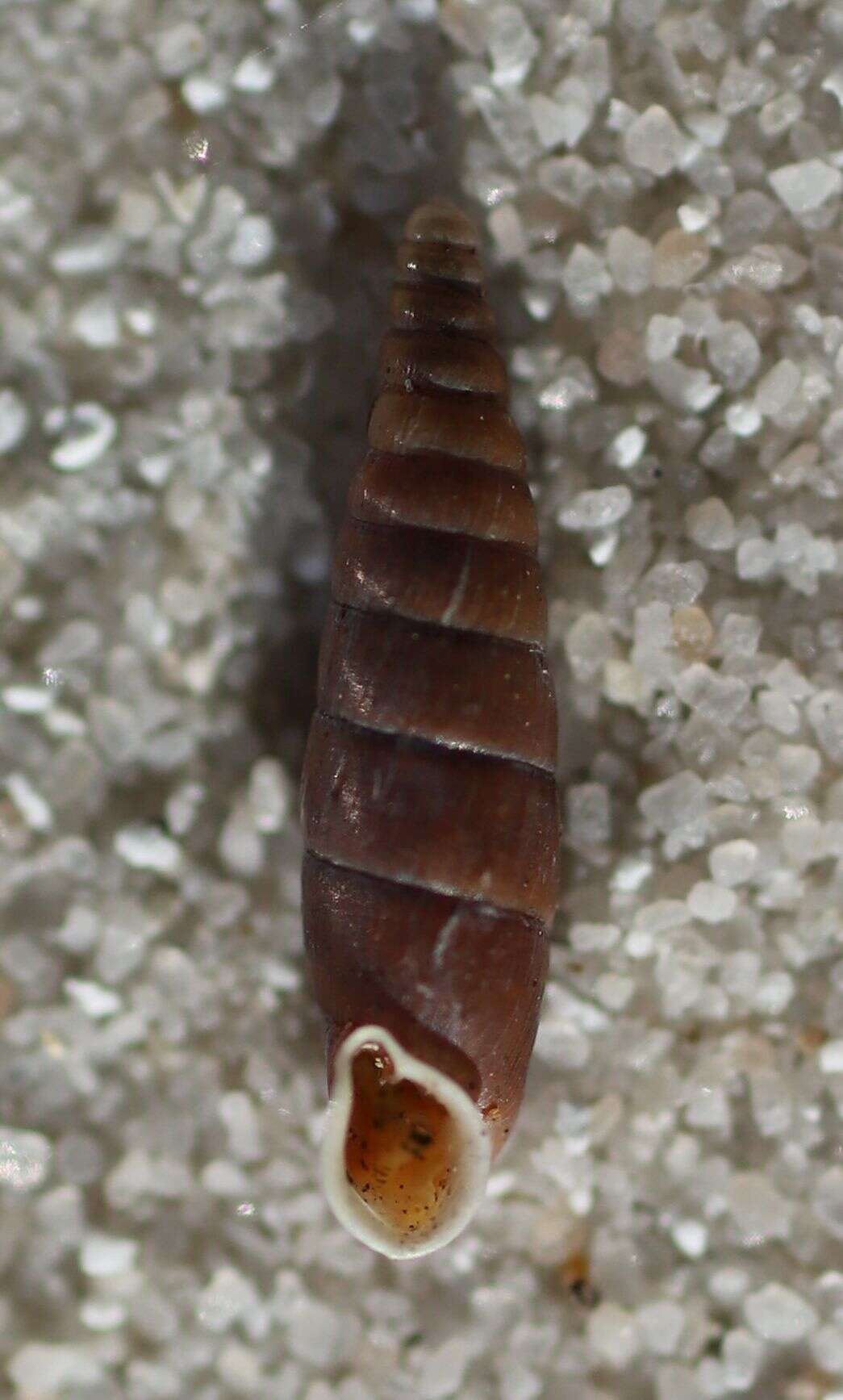 Image of Clausilia rugosa (Draparnaud 1801)