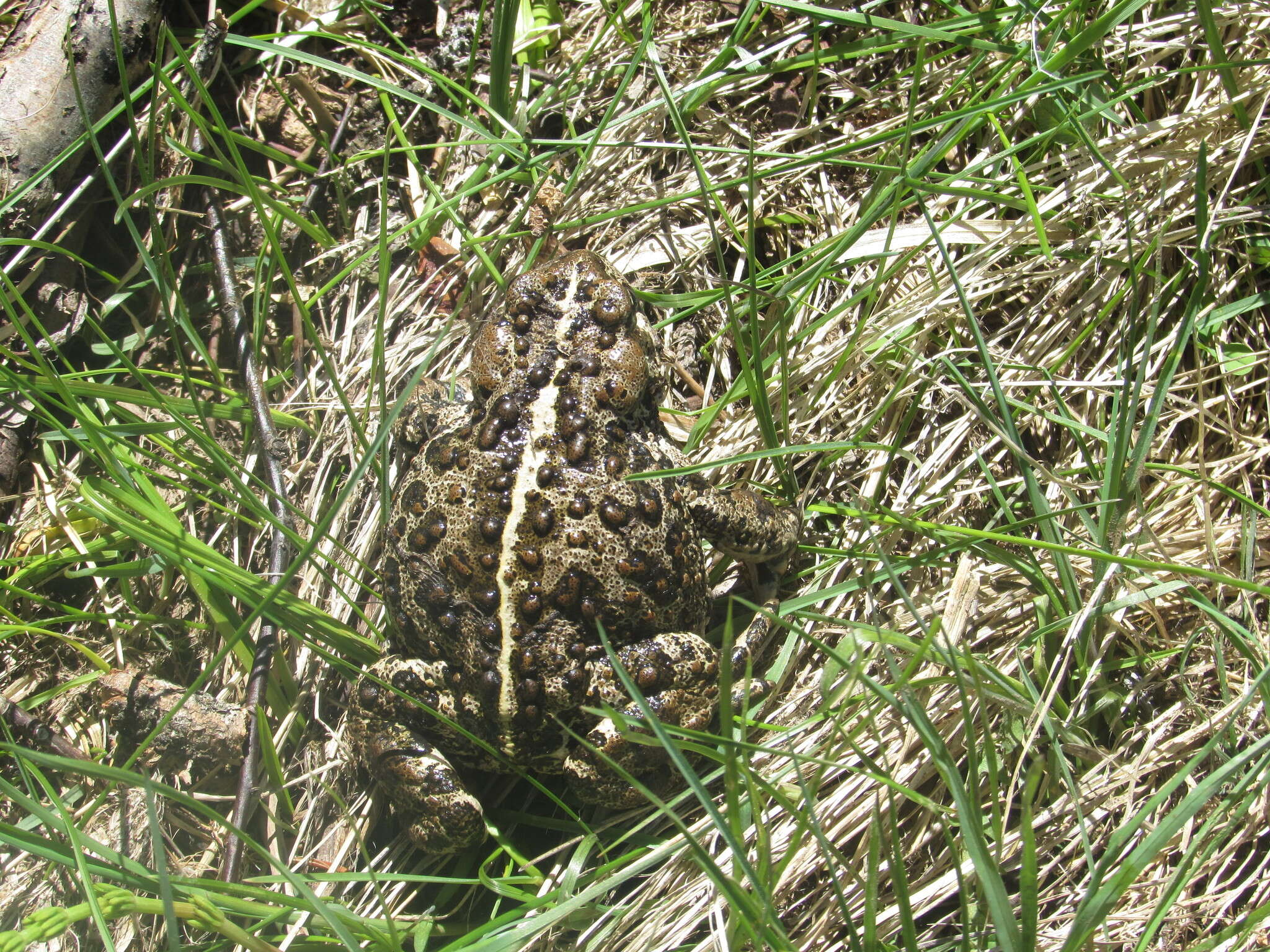 Image of Anaxyrus boreas boreas