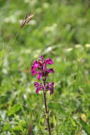 Image of Pedicularis crassirostris Bunge