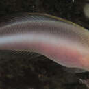 Image of Doublestriped dottyback