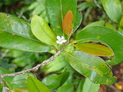 Image de Erythroxylum sideroxyloides Lam.