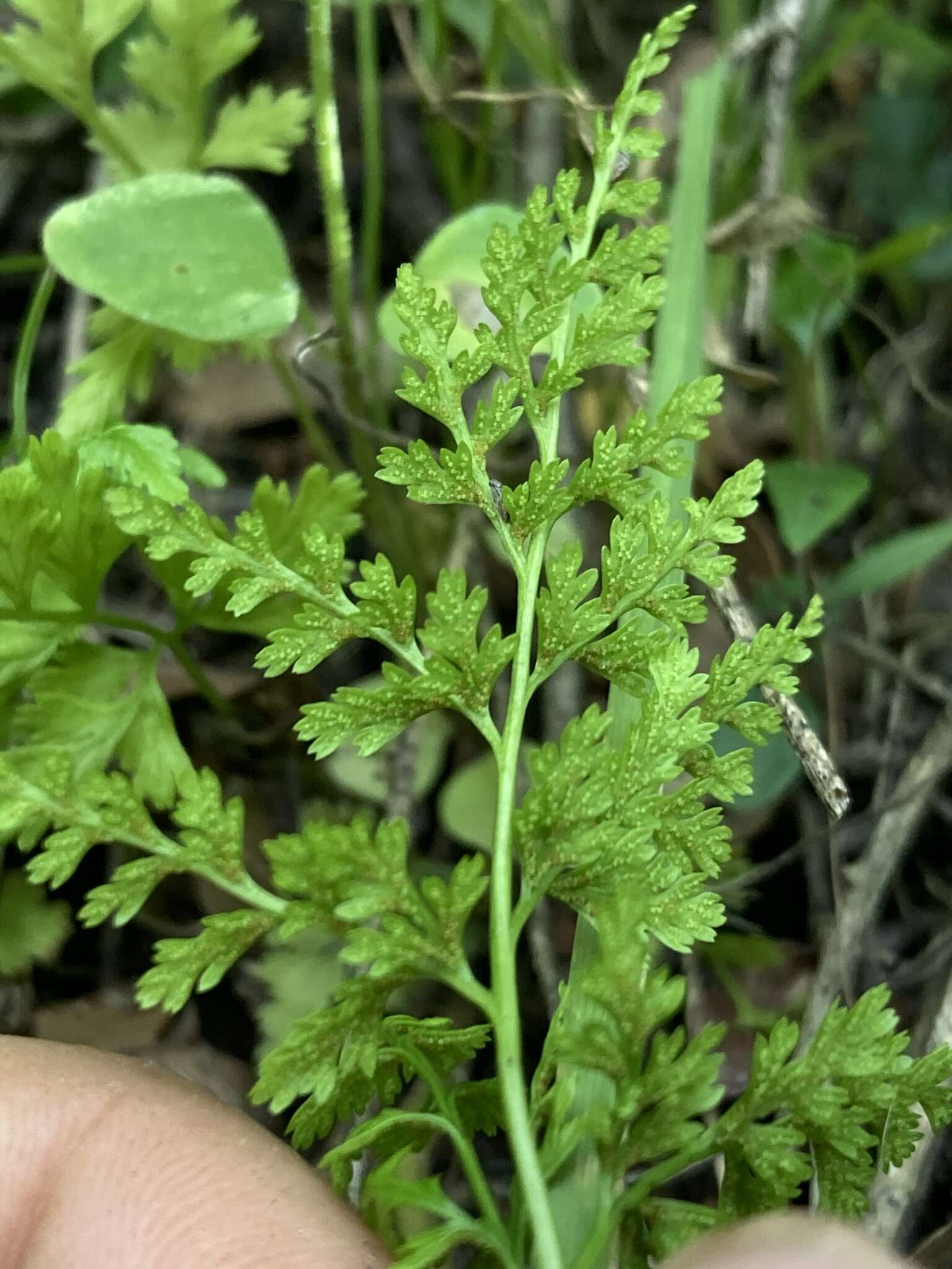 Gastoniella chaerophylla (Desv.) Li Bing Zhang & Liang Zhang的圖片