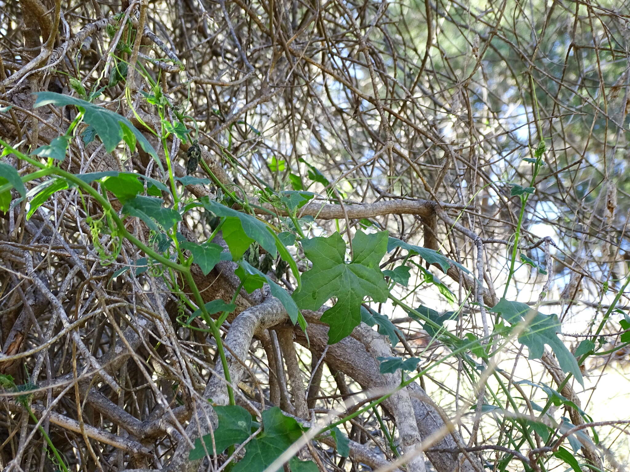 Image of Marah macrocarpa (Greene) Greene