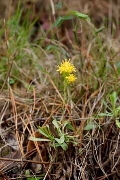 Image of Coast Goldenrod