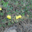 Image of Helianthemum origanifolium subsp. molle (Cav.) Font Quer & Rothm.