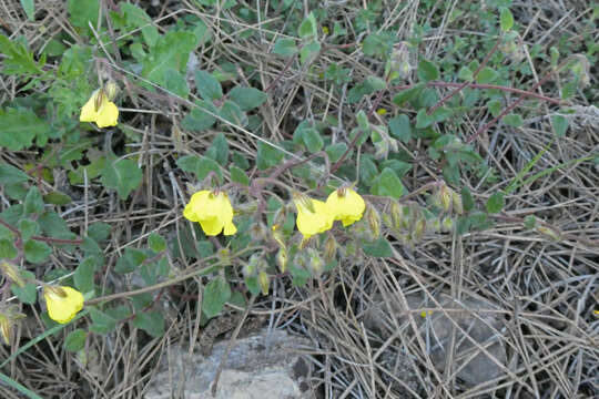 Helianthemum origanifolium (Lam.) Pers.的圖片