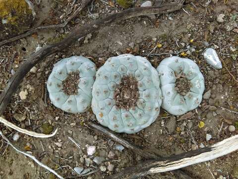 Image of lophophora