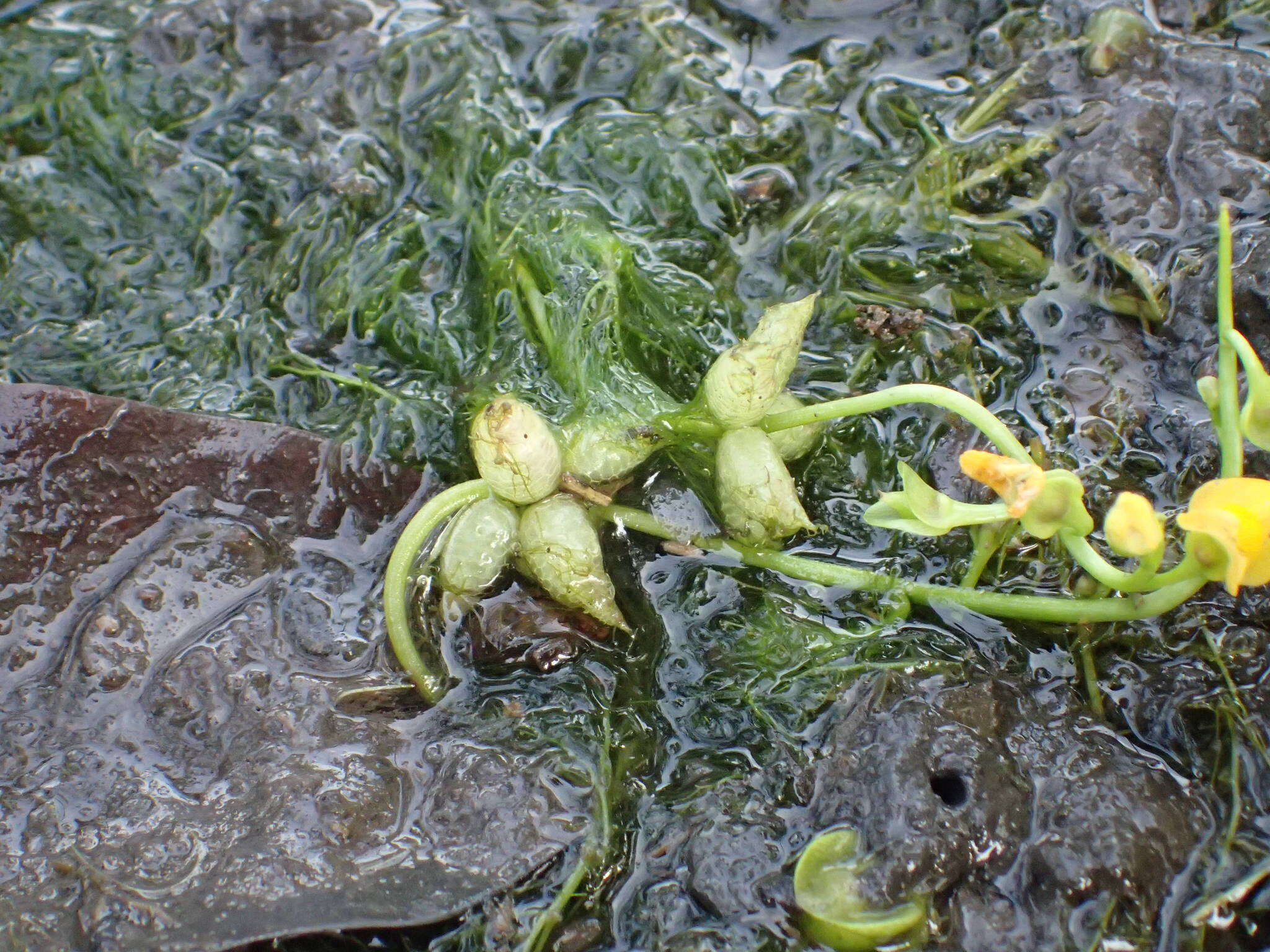 Image of Utricularia stellaris L. fil.