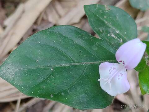 Image of Dicliptera japonica (Thunb.) Makino