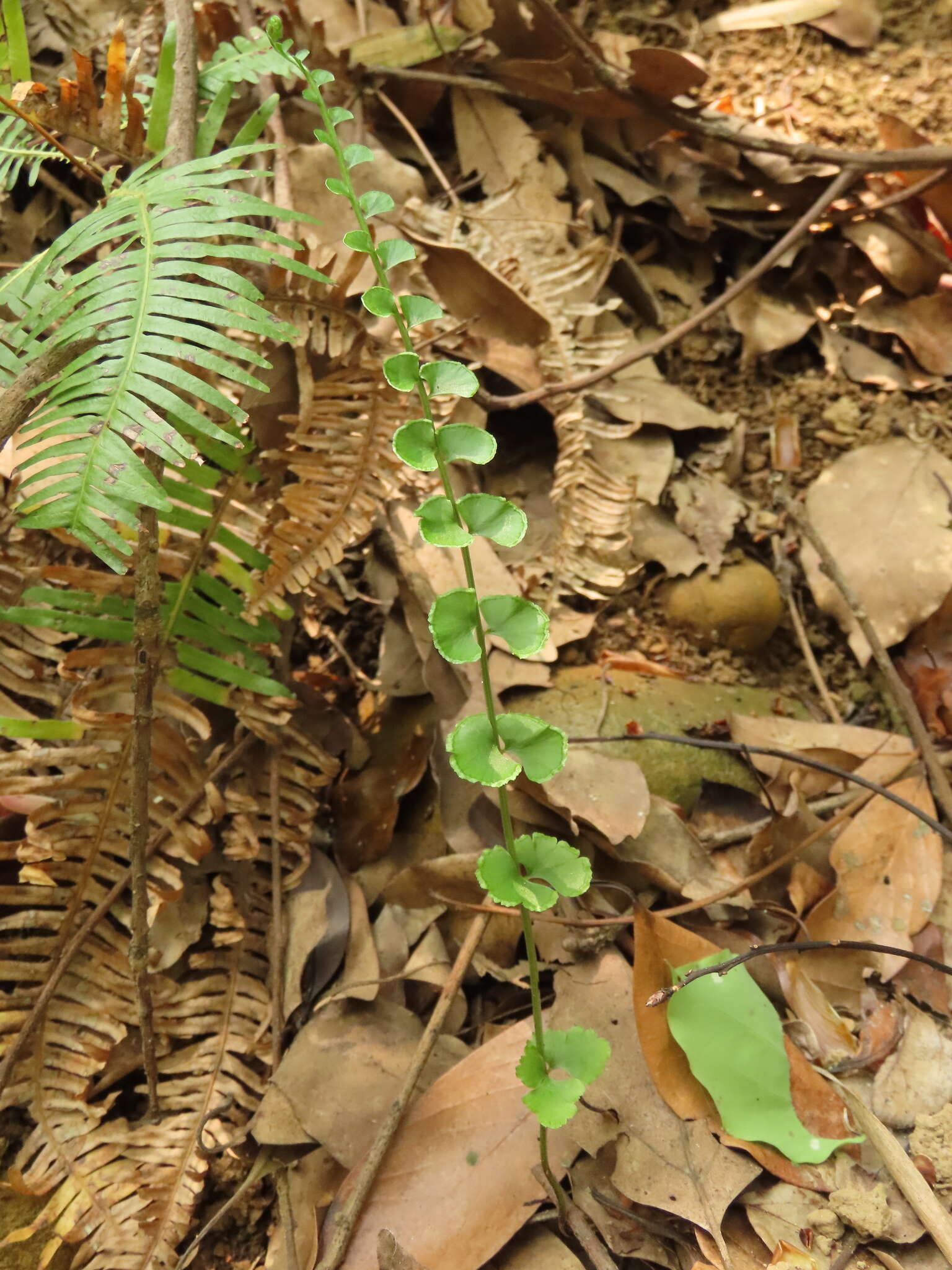 Image of <i>Lindsaea <i>orbiculata</i></i> var. orbiculata