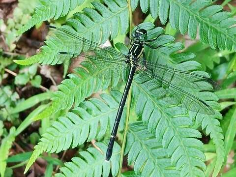 Imagem de Leptogomphus sauteri Ris 1912