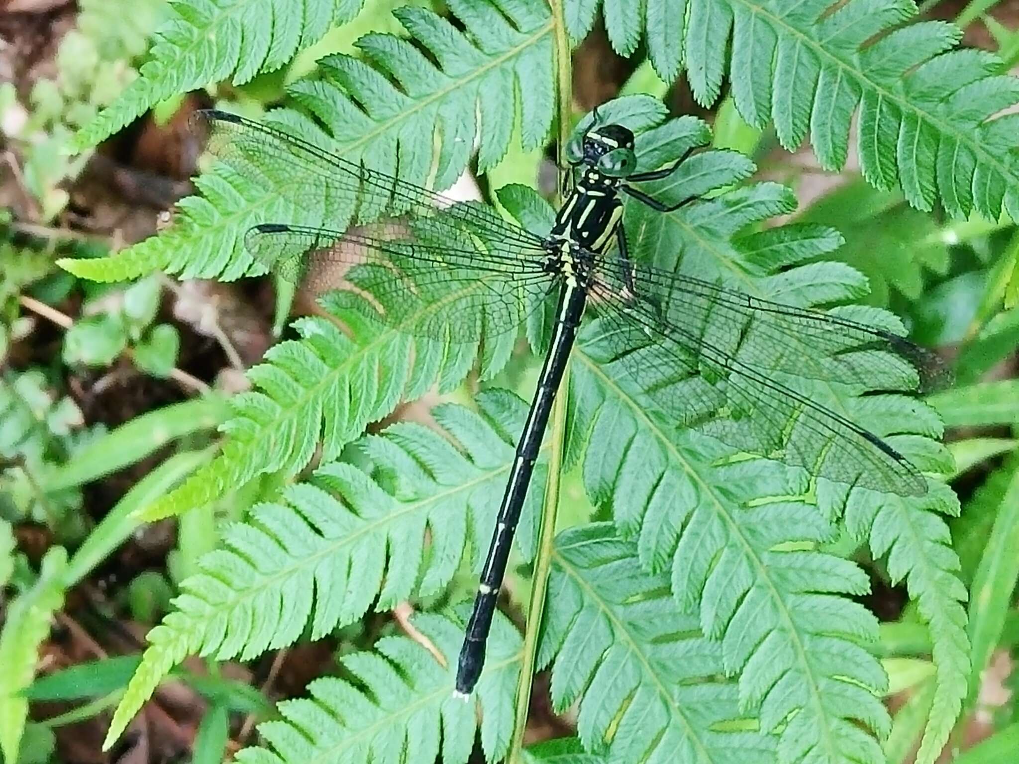 Image of Leptogomphus sauteri Ris 1912