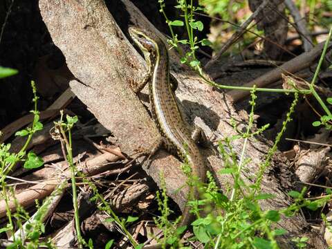 Image of Eastern Water Skink