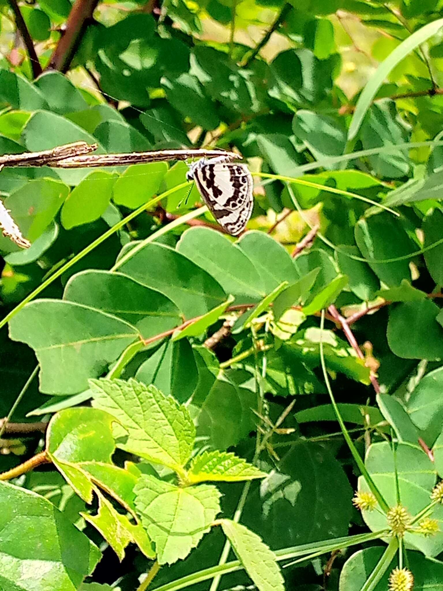 Image of White-banded Babul Blue