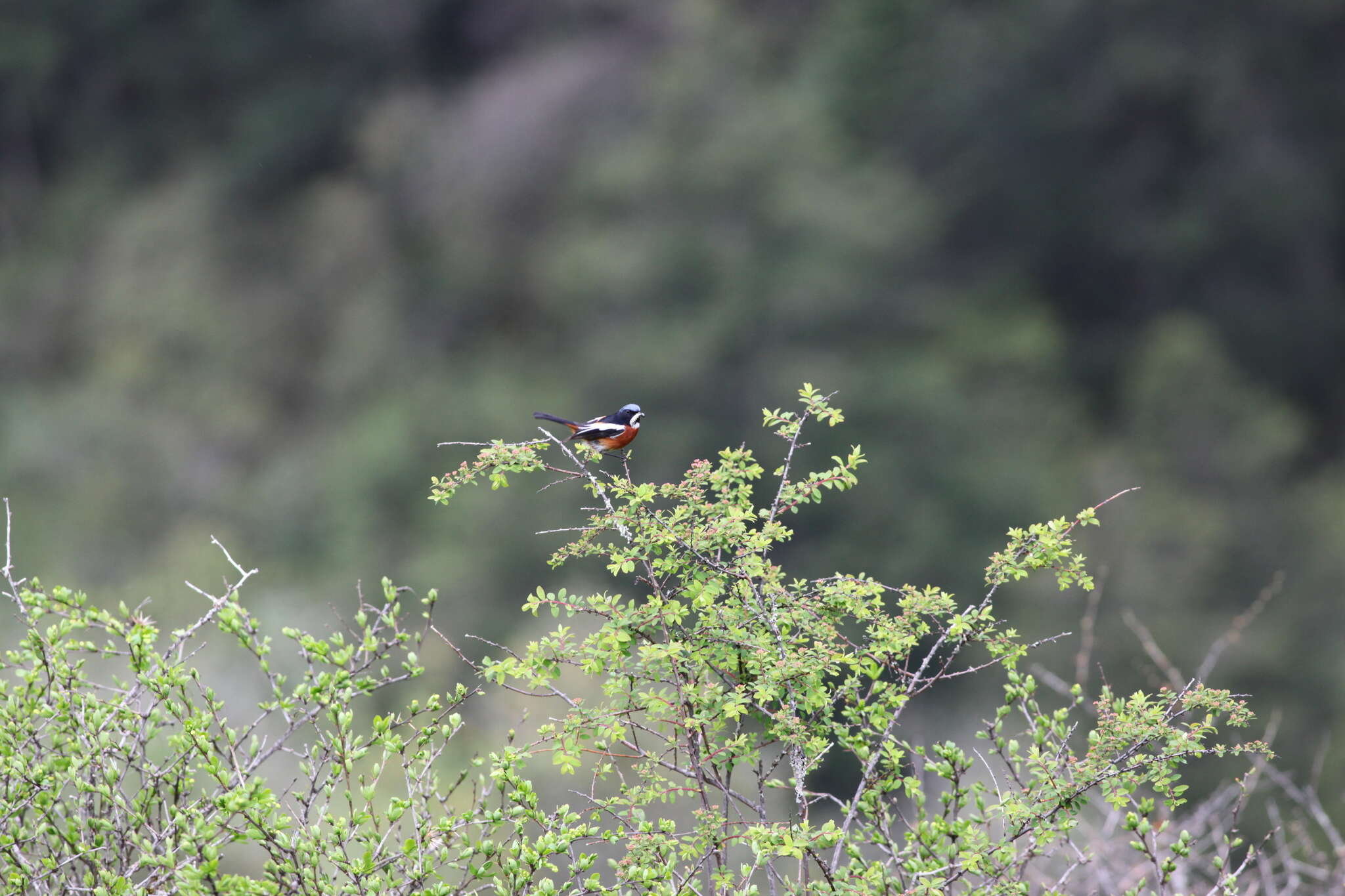 Image of White-throated Redstart