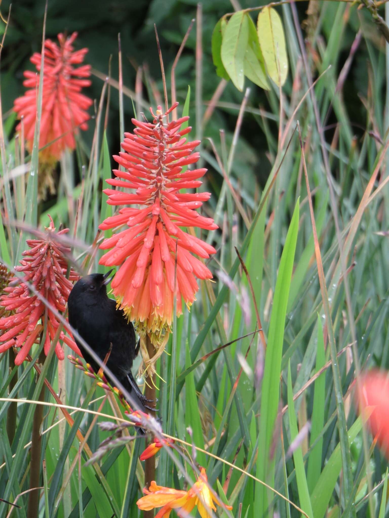 Image of Glossy Flower-piercer