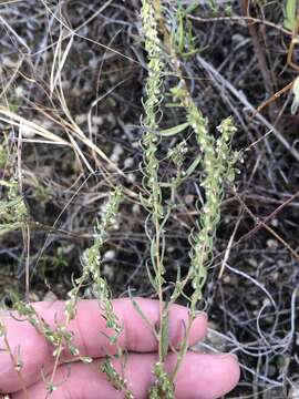 Image of Pensacola marsh elder