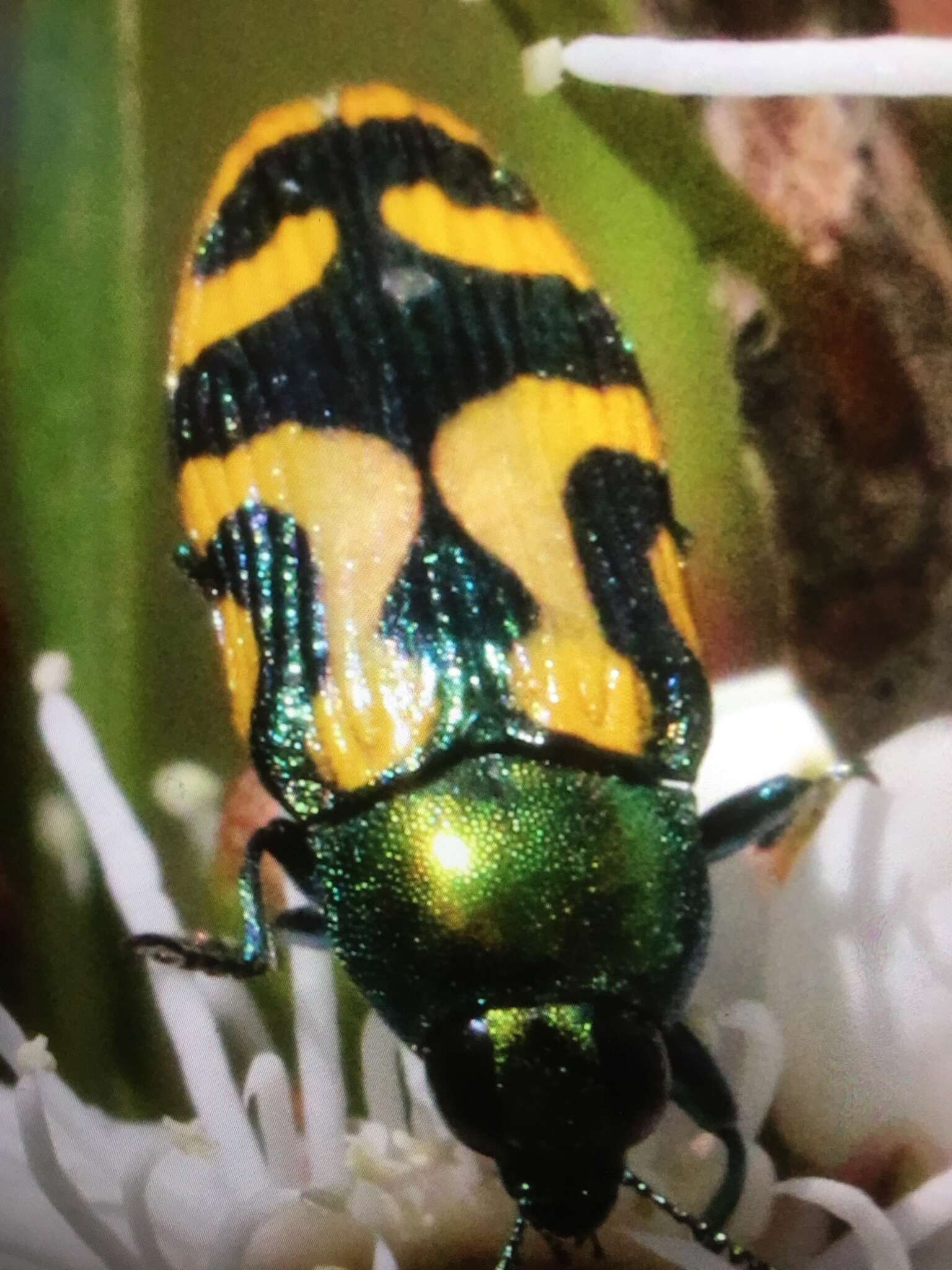 Image of Castiarina jospilota (Gory & Laporte 1838)