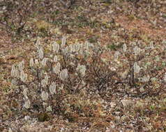 Salix calcicola Fern. & Wieg. resmi