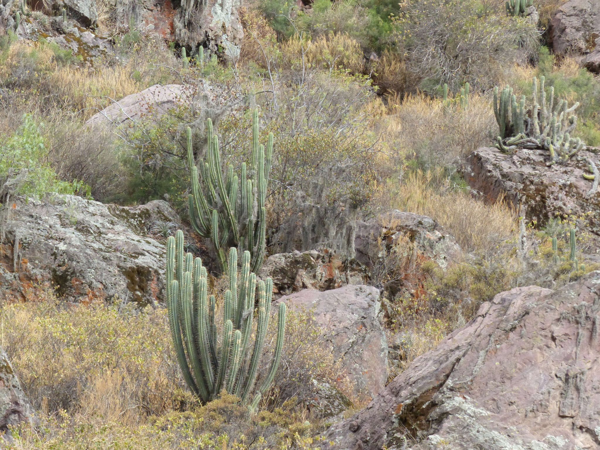 Echinopsis cuzcoensis (Britton & Rose) H. Friedrich & G. D. Rowley resmi