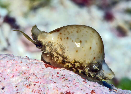 Image of chick-pea cowrie