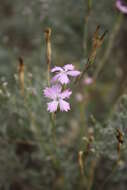 Image of Dianthus carbonatus Klokov