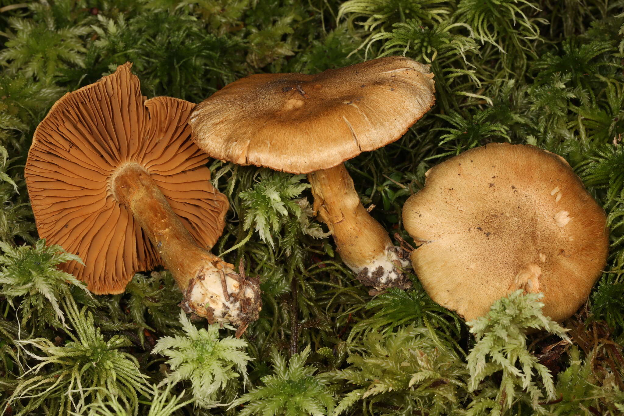 Слика од Cortinarius venetus (Fr.) Fr. 1838