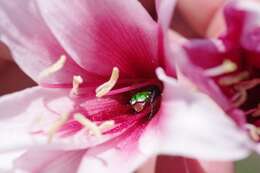 Imagem de Crinum campanulatum Herb.