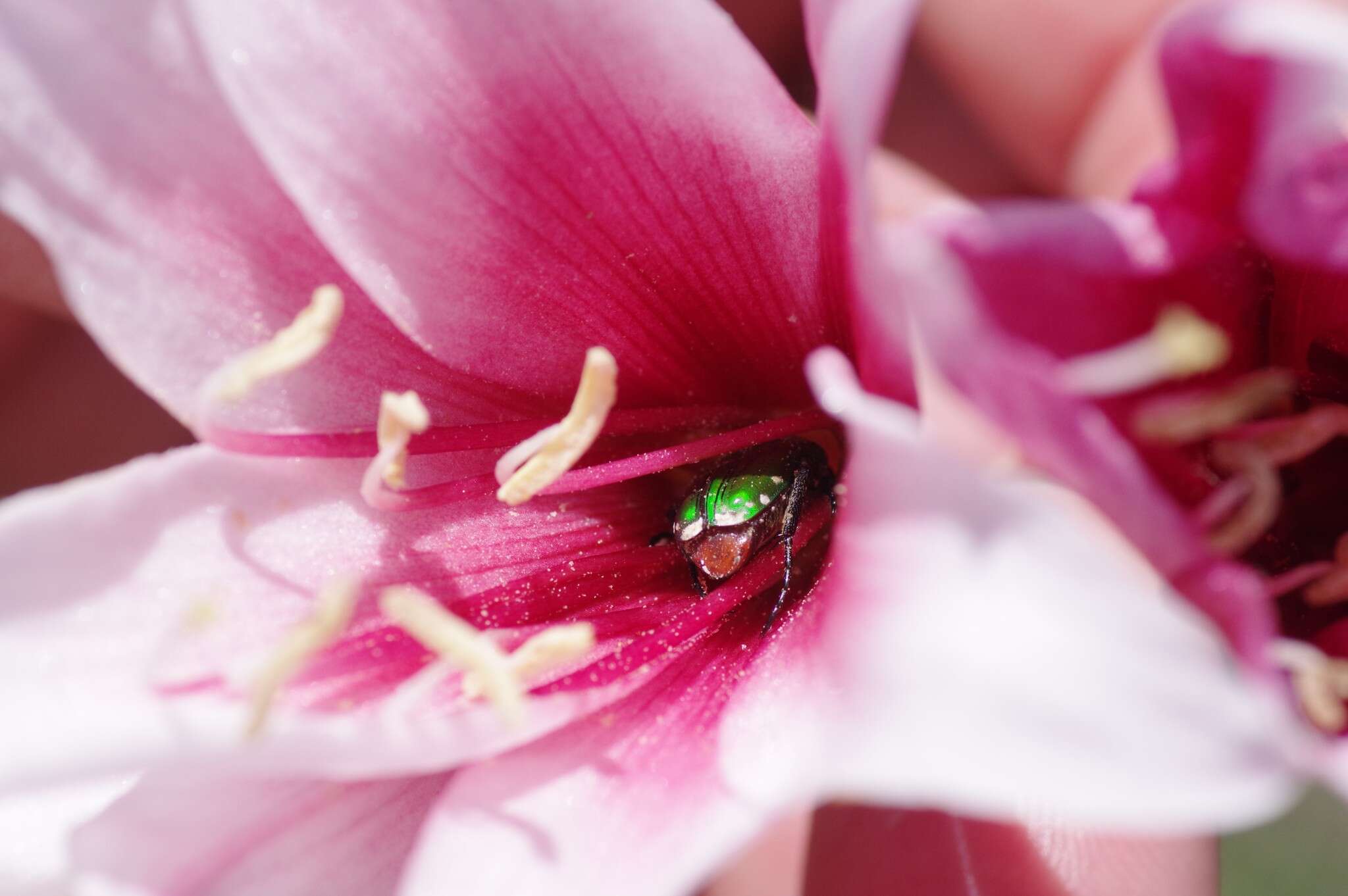 Imagem de Crinum campanulatum Herb.