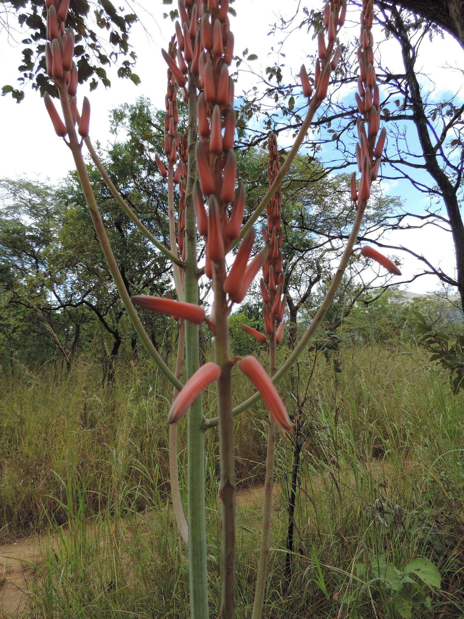 Image of Basil Christian's aloe