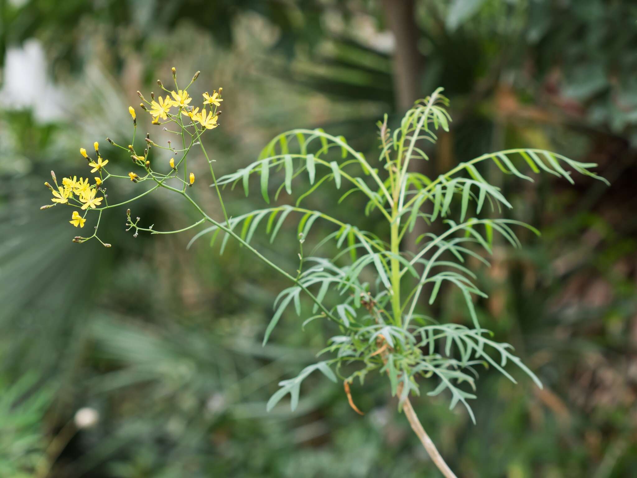 Plancia ëd Sonchus regis-jubae Pitard