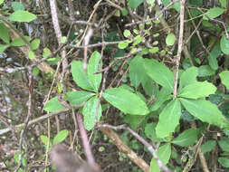 Image of Berberis glaucocarpa Stapf