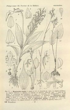 Image of Physoceras