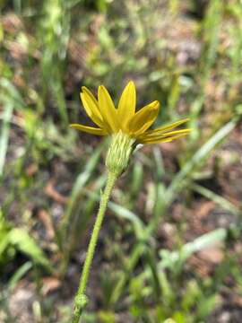 Image de Pityopsis oligantha (Chapm.) Small