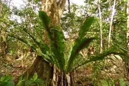 Слика од Asplenium nidus L.