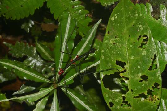 Image of Oreophoetes topoense Conle, Hennemann, Käch & Kneubühler 2009