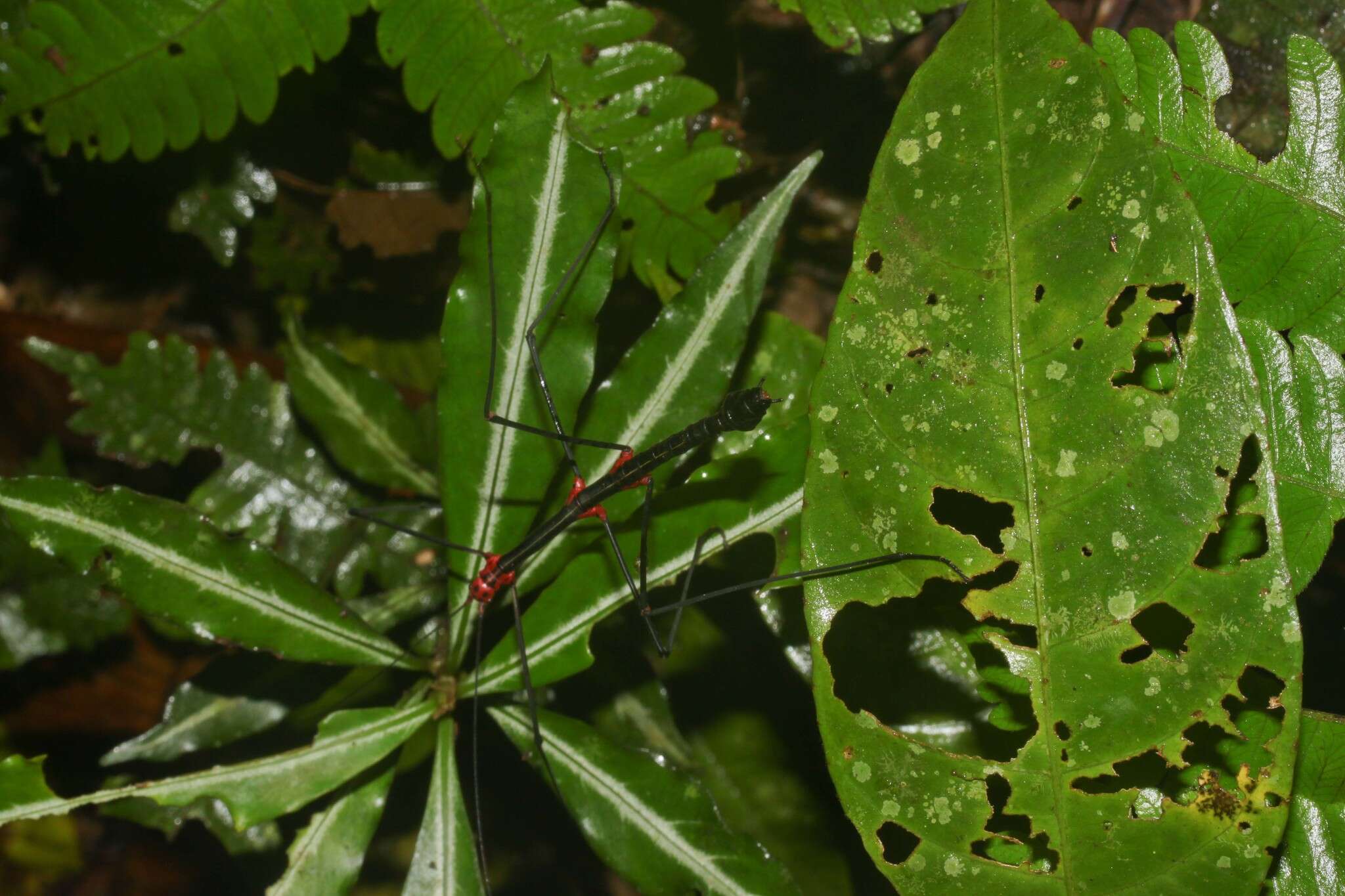 صورة Oreophoetes topoense Conle, Hennemann, Käch & Kneubühler 2009