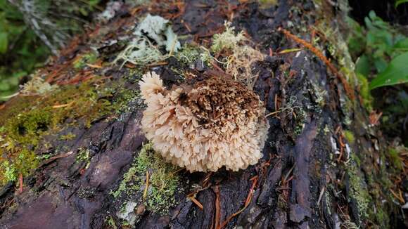 Image of Gloiodon occidentalis Ginns 1988