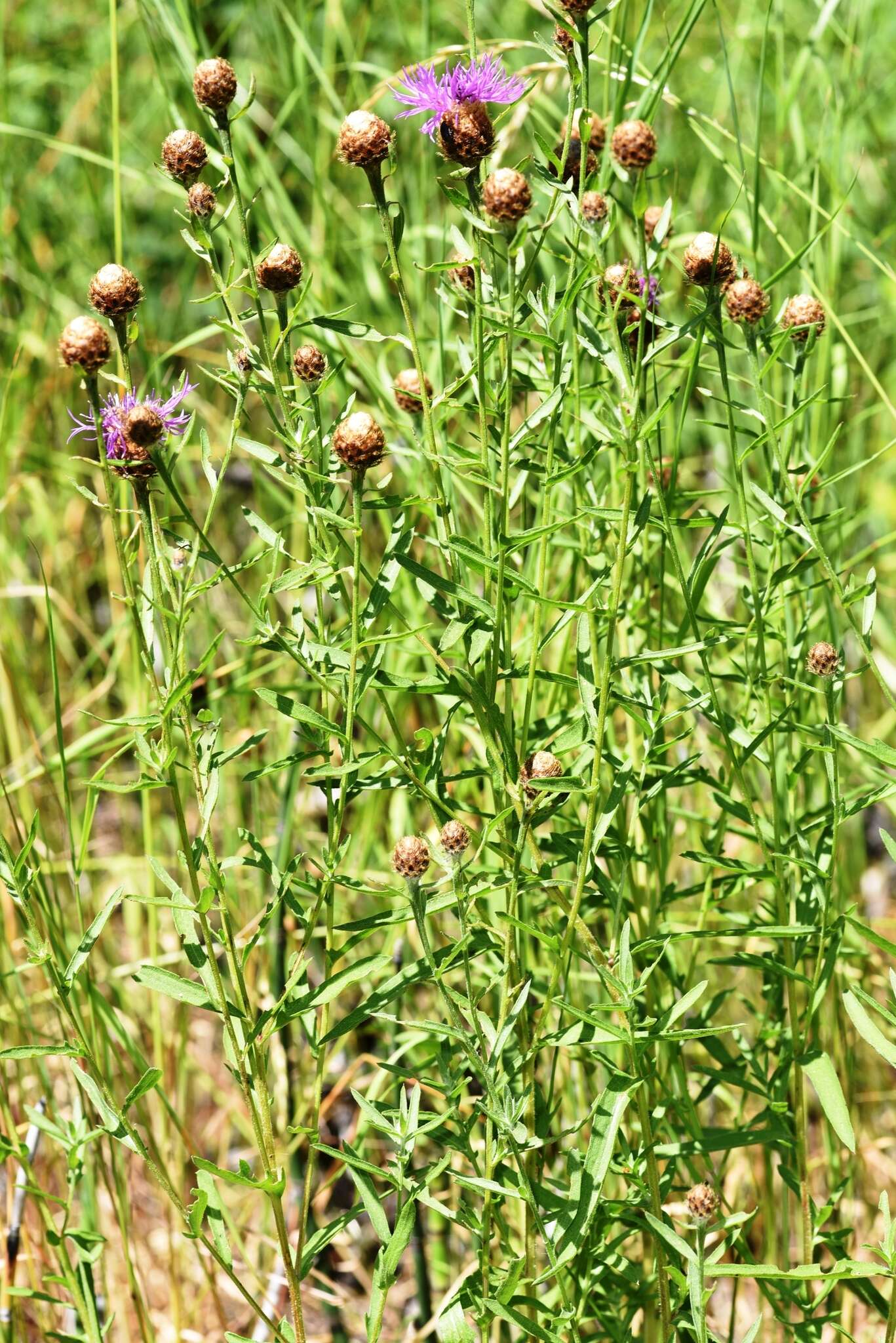 Image of <i>Centaurea gerstlaueri</i>