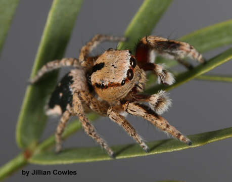 Image of Habronattus tranquillus (Peckham & Peckham 1901)