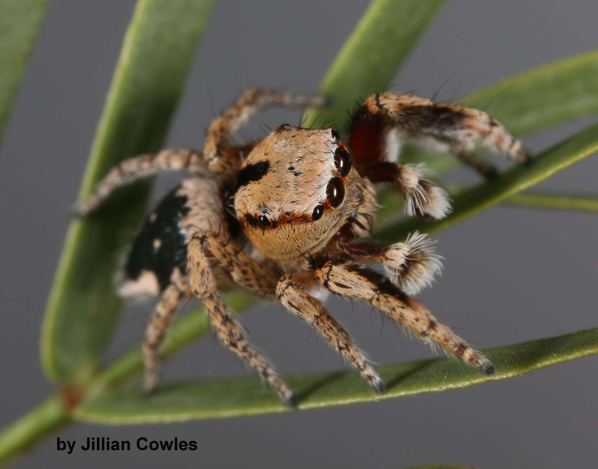 Image of Habronattus tranquillus (Peckham & Peckham 1901)