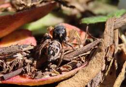 Image of Habronattus captiosus (Gertsch 1934)