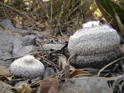 Image of Epithelantha pachyrhiza (W. T. Marshall) Backeb.