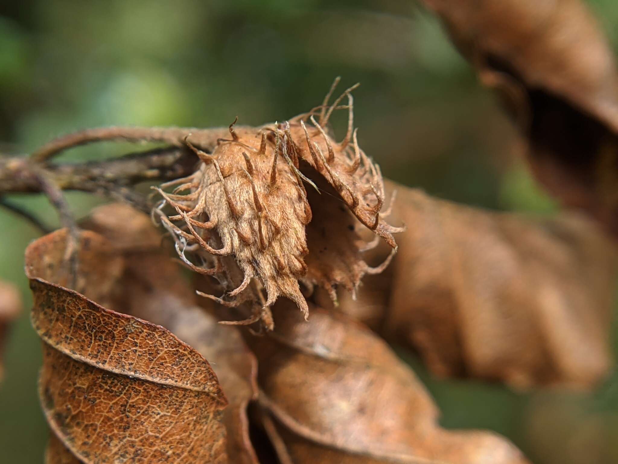 Image of Fagus hayatae Palib. ex Hayata