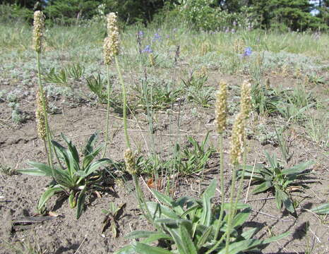 Image of gray pubescent plantain