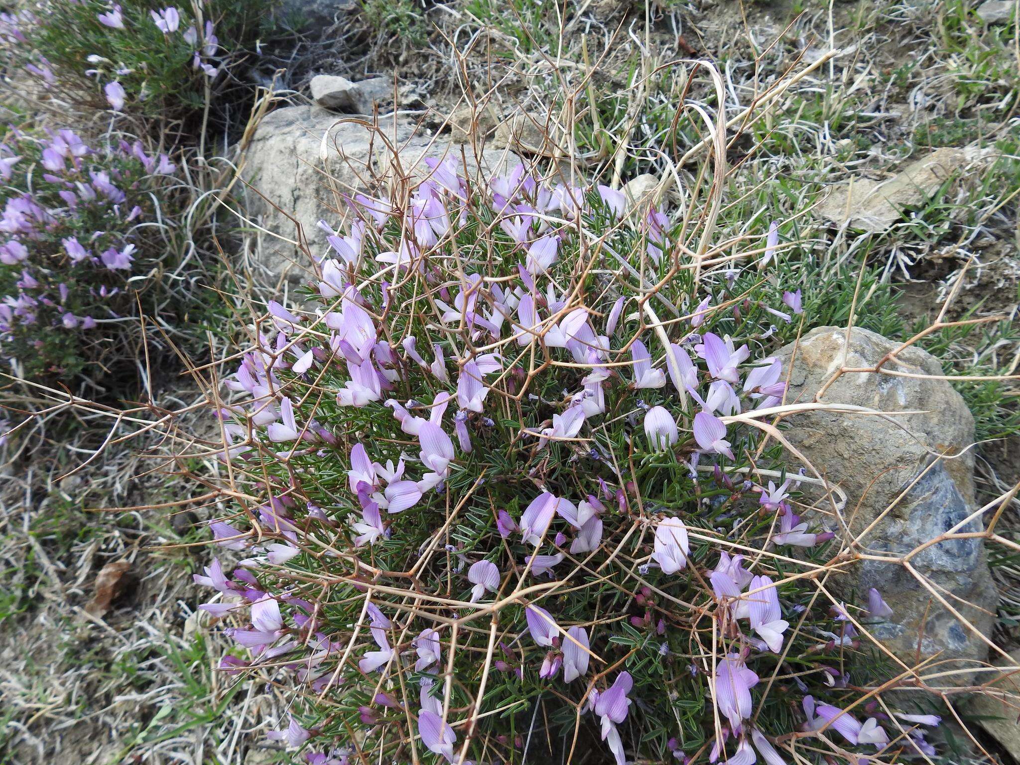 Plancia ëd Onobrychis cornuta (L.) Desv.