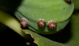 Image of Scale insect